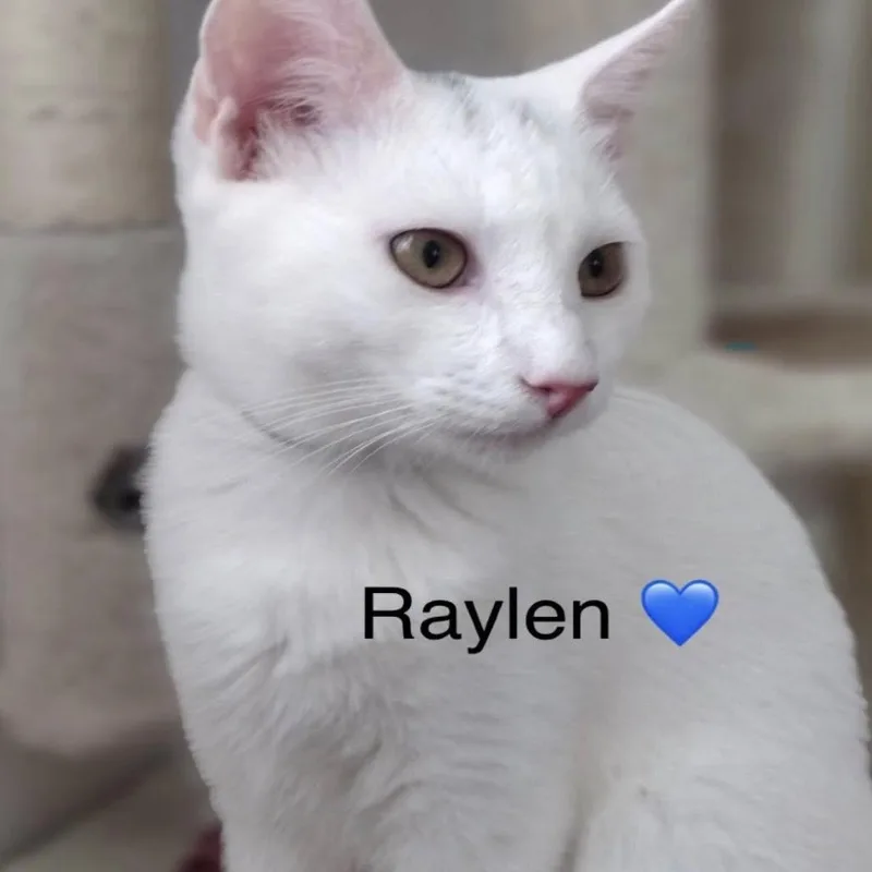 Raylen