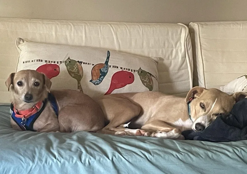 A young small-sized female Dachshund dog named Shiloh for adoption in Arlington, VA