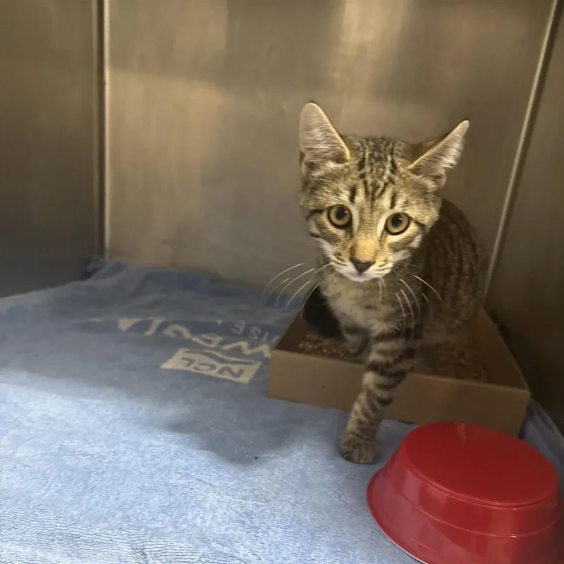 A baby small-sized female Gray / Blue / Silver Domestic Short Hair cat named Watertown for adoption in Newark, NJ