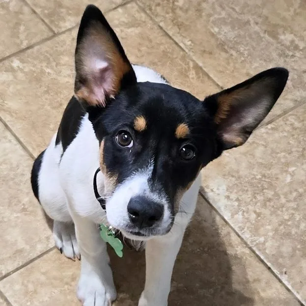 A baby medium-sized male Mixed Breed dog named Ernest for adoption in Toledo, OH