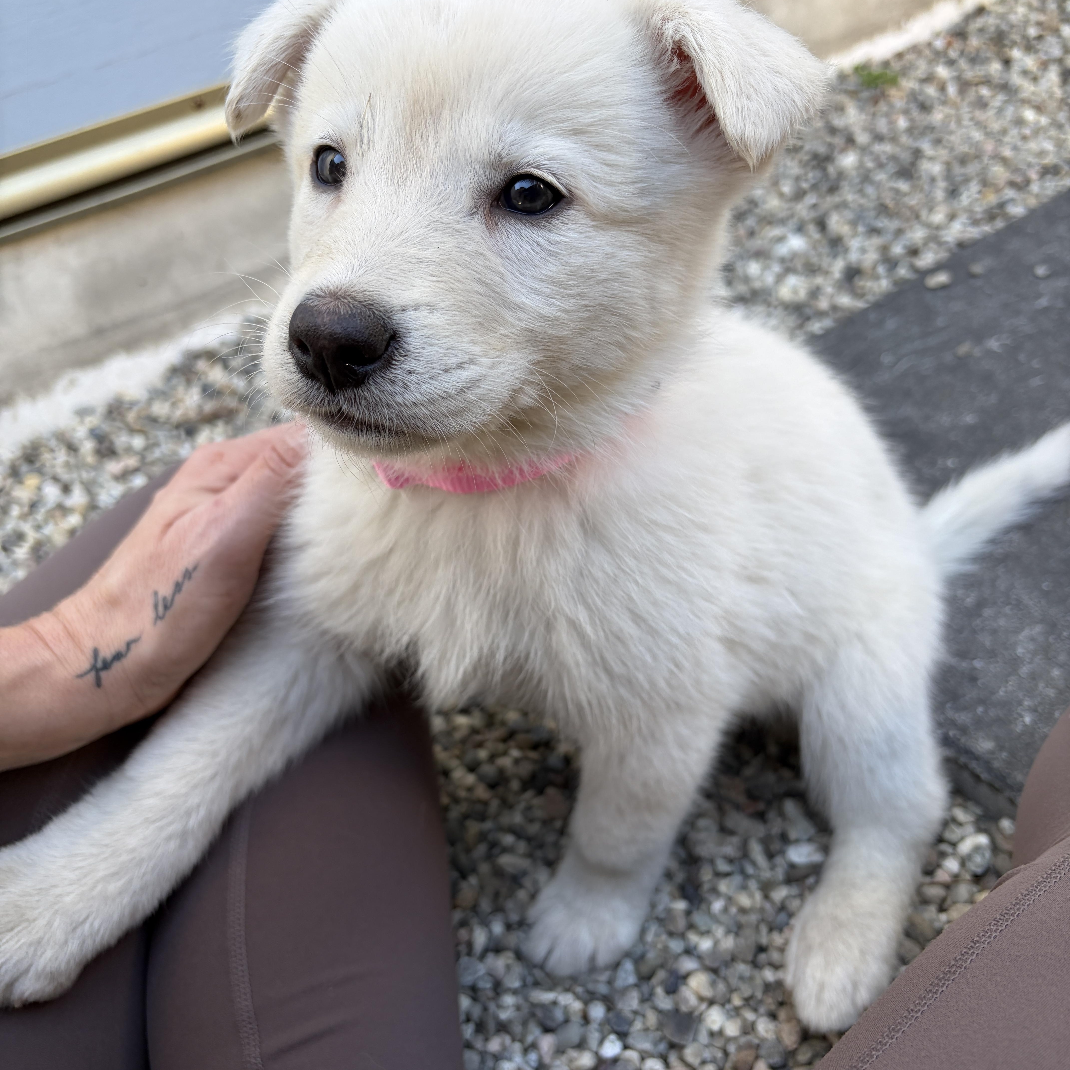 A baby small-sized female Shepherd dog named Chanel for adoption in santa monica, CA