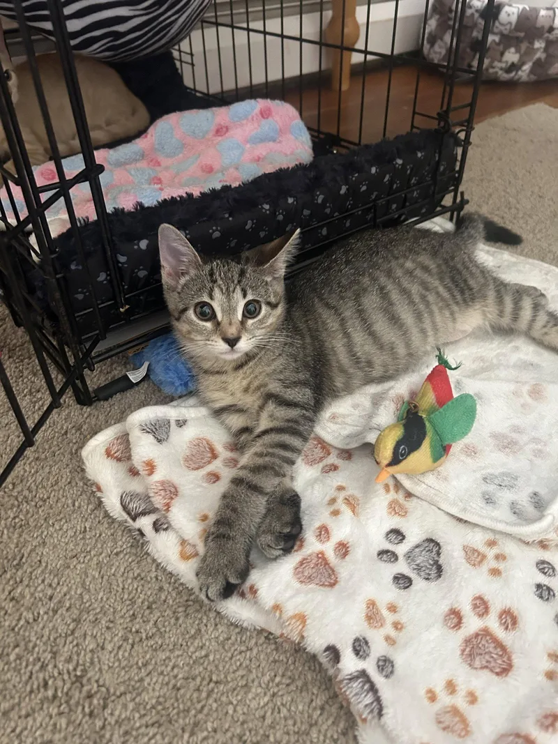 A baby medium-sized female Domestic Short Hair cat named Penelope for adoption in Stewartsville, NJ