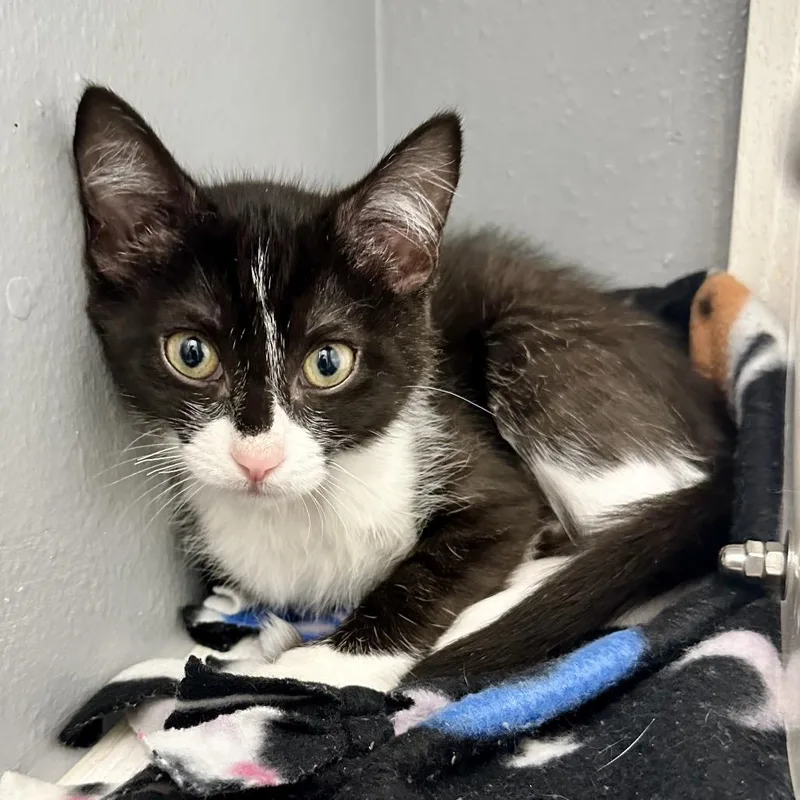 A baby small-sized female Black Domestic Short Hair cat named Lightning KC for adoption in Union, MO