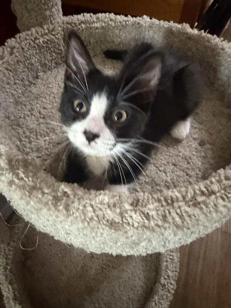 A baby medium-sized female Domestic Short Hair cat named Demi for adoption in Little Rock, AR