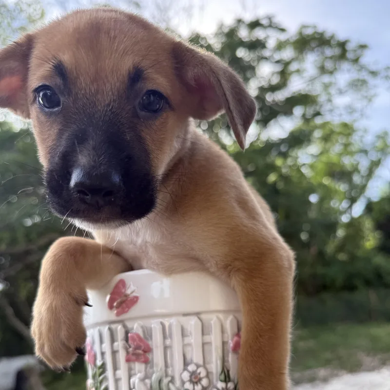 A baby small-sized female Spaniel dog named Felician for adoption in ISABELA, PR