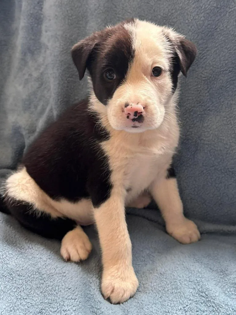 A baby small-sized male Alaskan Malamute dog named Milk for adoption in Rutherfordton, NC