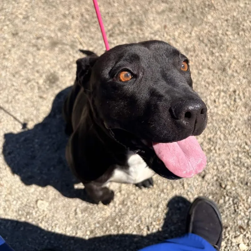 An adult medium-sized female Black American Staffordshire Terrier dog named Black Beauty for adoption in Greenville, SC
