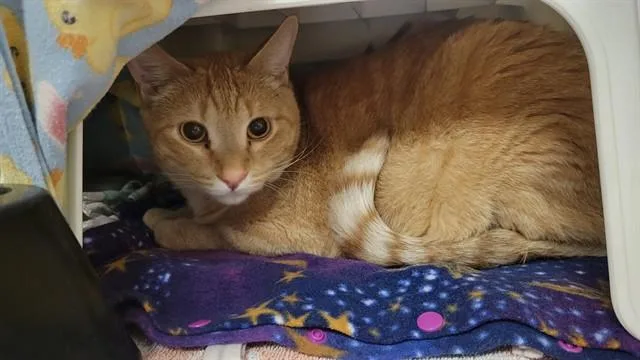 A young small-sized male Domestic Short Hair cat named Sailor for adoption in Minneapolis, MN