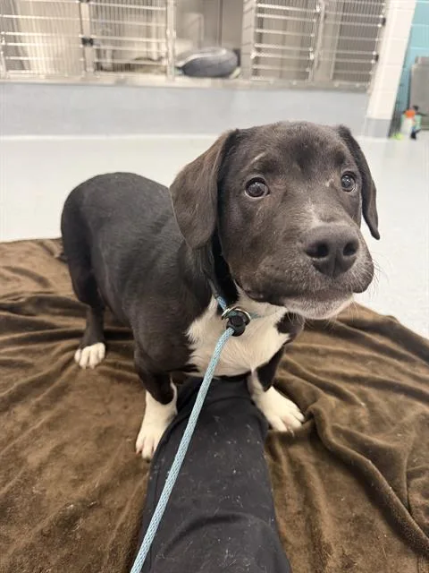 A baby small-sized male Boxer dog named Kong for adoption in Indianapolis, IN