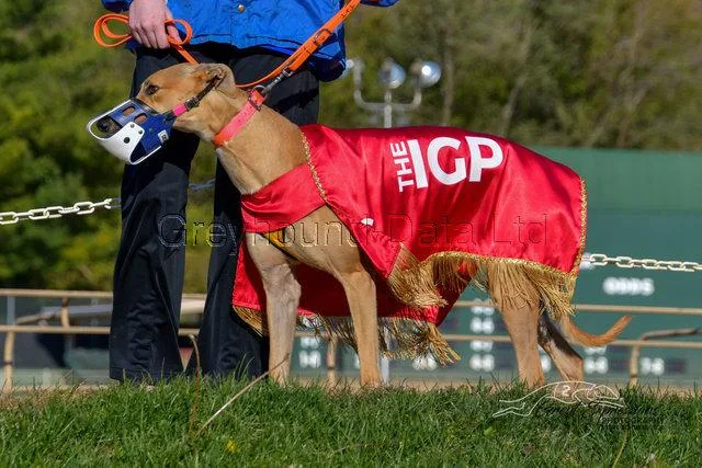A senior large-sized female Greyhound dog named Dead To Me for adoption in Tarpon Springs, FL