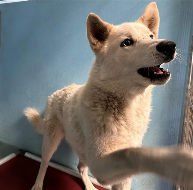 A young medium-sized male Siberian Husky dog named Robbie for adoption in Baldwin Park, CA