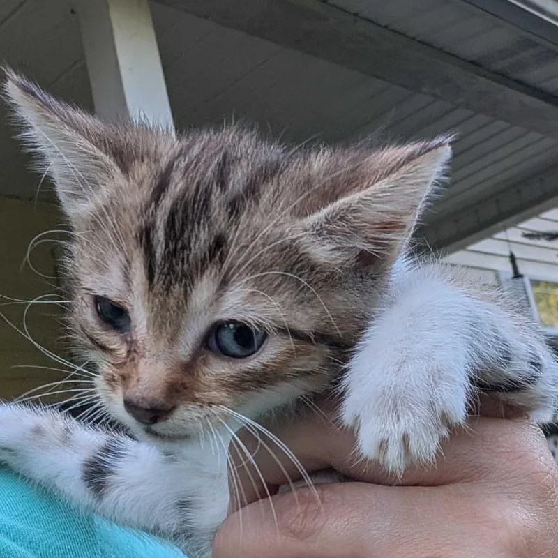 A baby small-sized female Brown / Chocolate Domestic Short Hair cat named Lovey for adoption in Jefferson city, TN