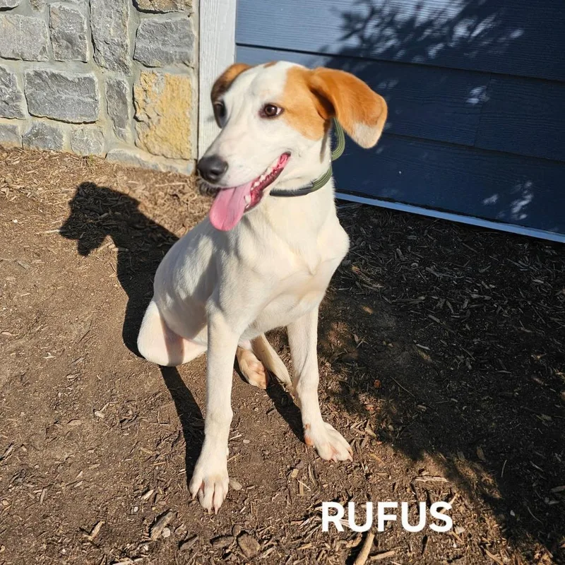 An adult medium-sized male Brown / Chocolate Coonhound dog named Rufus for adoption in Madisonville, TN
