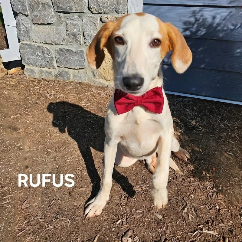 Rufus thumbnail 3