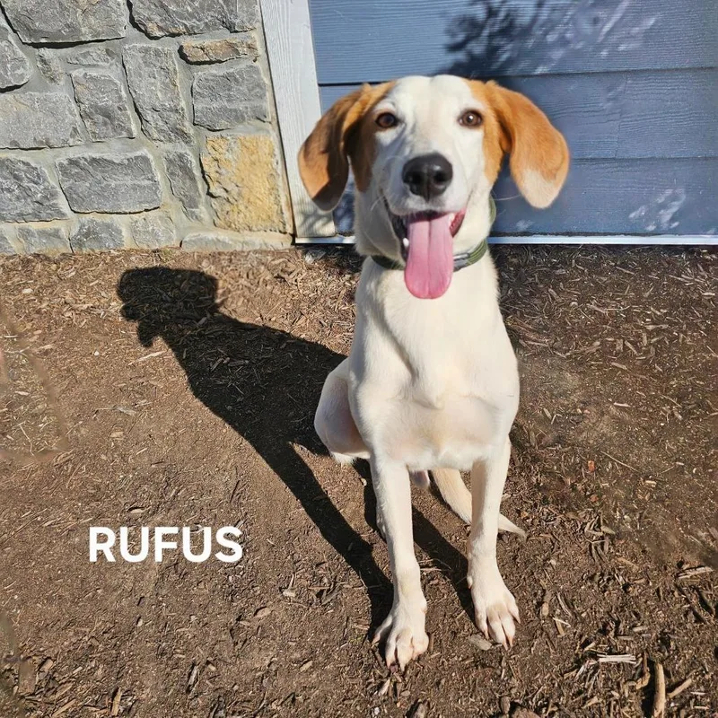 Rufus thumbnail 5