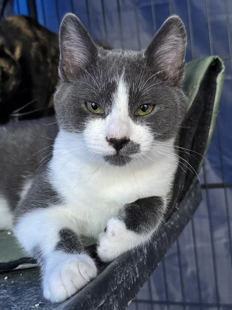 A baby small-sized male Gray & White Domestic Short Hair cat named Cloudy for adoption in Keizer, OR