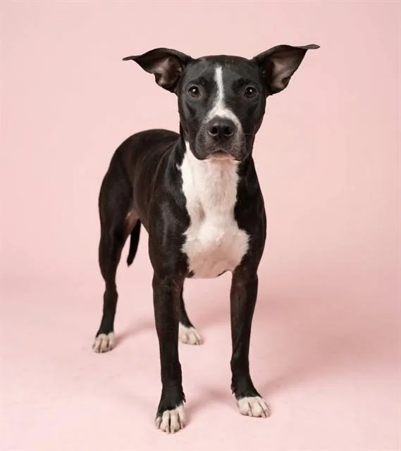 A young medium-sized female Mixed Breed dog named Momma Mia for adoption in Jacksonville, FL