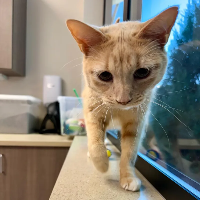 An adult medium-sized male Domestic Short Hair cat named Garfield for adoption in Great Falls, MT