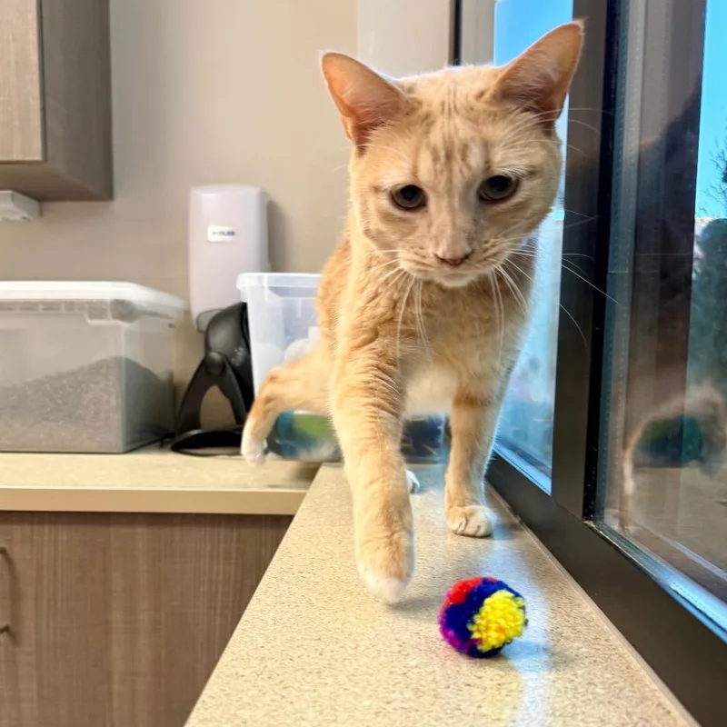 Garfield thumbnail 4