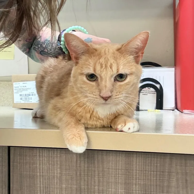 Garfield thumbnail 5