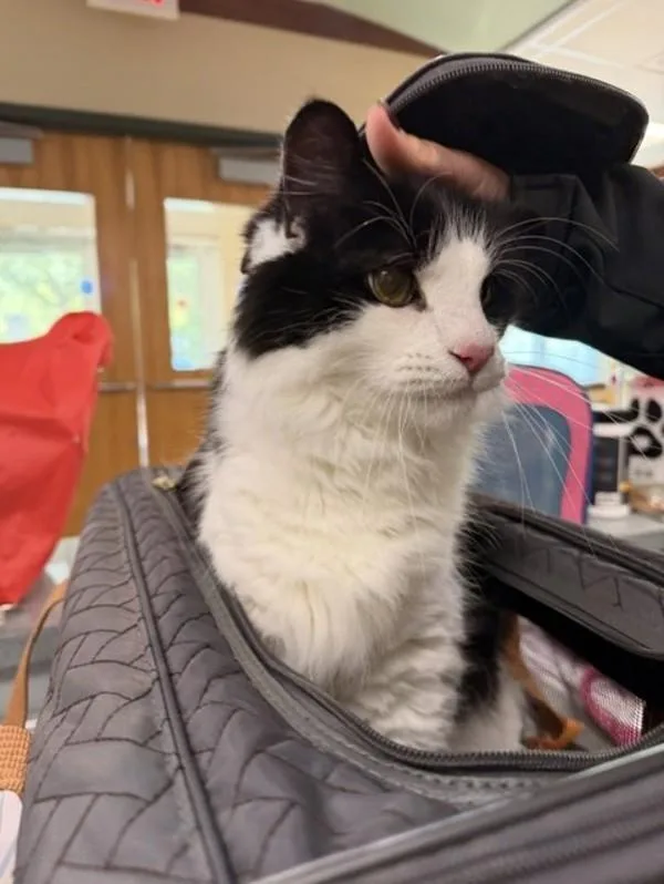 A senior small-sized male Domestic Medium Hair cat named Beau for adoption in Virginia Beach, VA