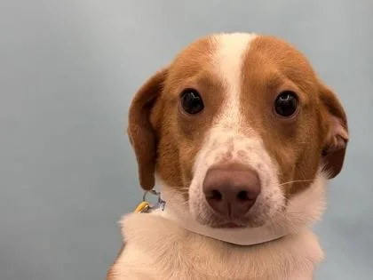 An adult small-sized male Beagle dog named Ej for adoption in Golden Valley, MN