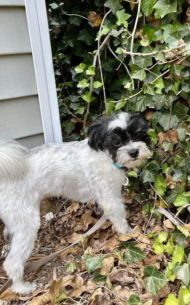 An adult medium-sized male Maltese dog named Bandit for adoption in Candler, NC