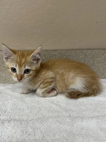 A young small-sized female Domestic Short Hair cat named Cece for adoption in Phoenix, AZ