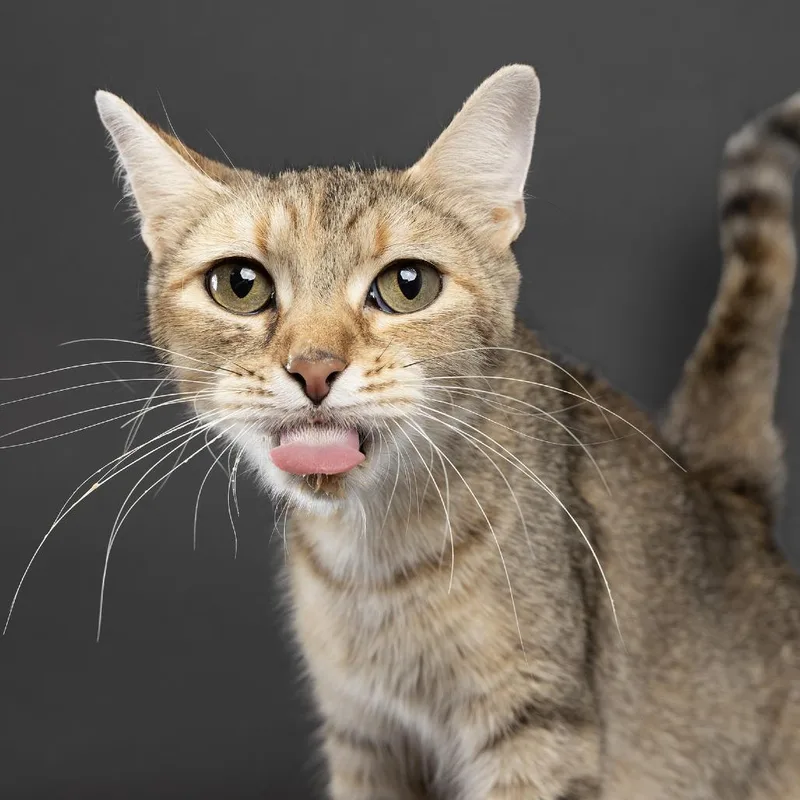 A young medium-sized female Brown / Chocolate Domestic Short Hair cat named April for adoption in Franklin, TN