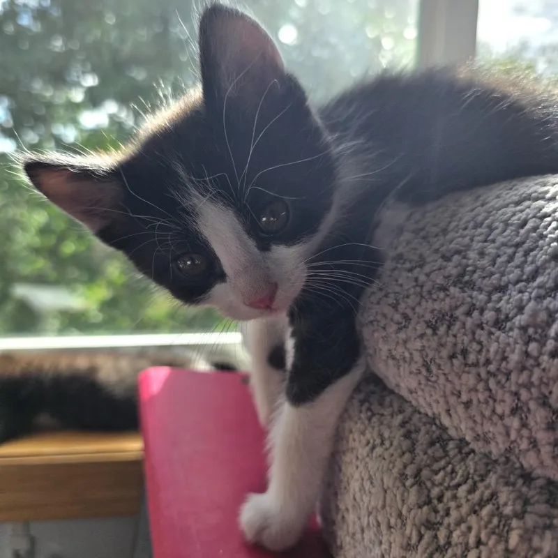 A baby small-sized male Black Domestic Short Hair cat named Stewart for adoption in Buffalo, MN