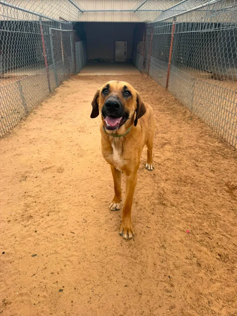A young large-sized male German Shepherd Dog named Frank for adoption in TULSA, OK