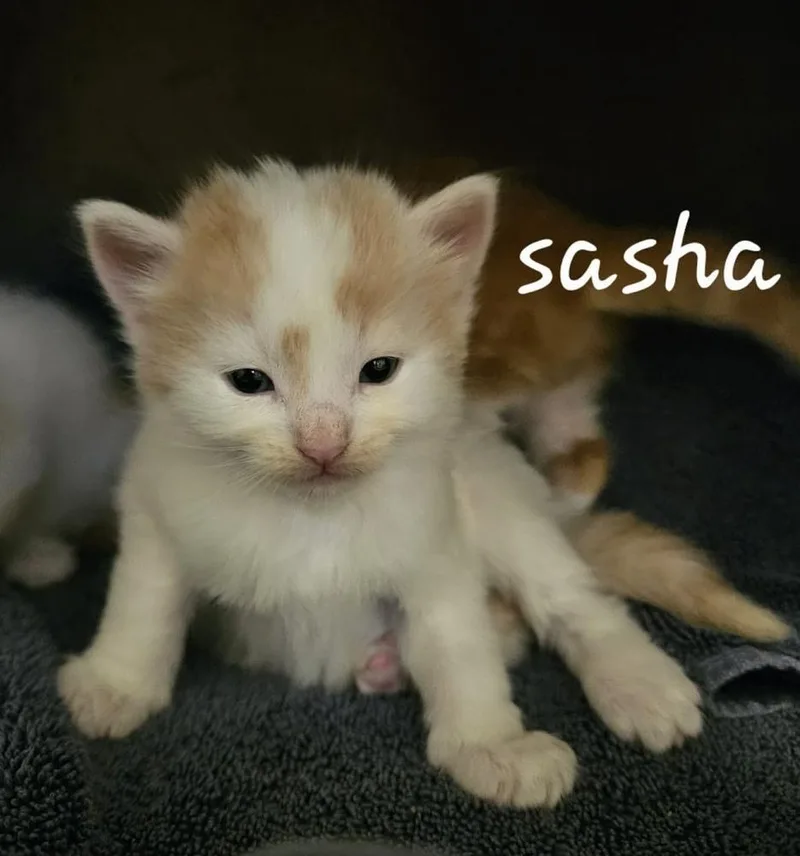 A baby small-sized female Orange & White Domestic Short Hair cat named Sasha for adoption in Chalfont, PA