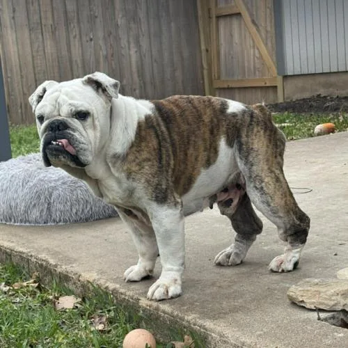 A young medium-sized male Yellow / Tan / Blond / Fawn English Bulldog dog named Bond for adoption in Austin, TX