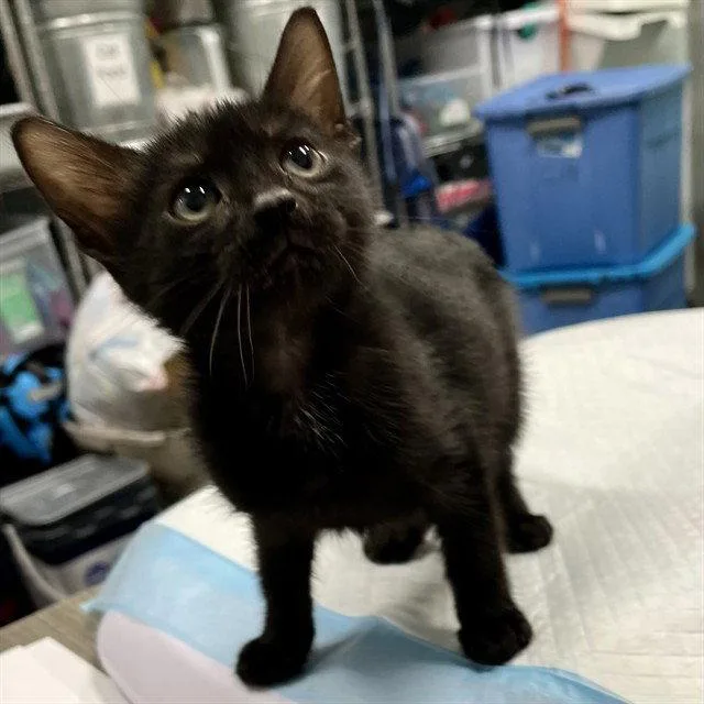 A baby small-sized male Black Domestic Short Hair cat named Jeep for adoption in Tavares, FL
