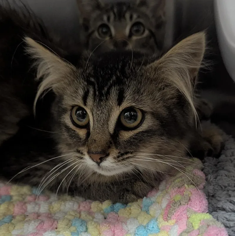 A baby medium-sized female Domestic Long Hair cat named Fluffy for adoption in Aberdeen, WA