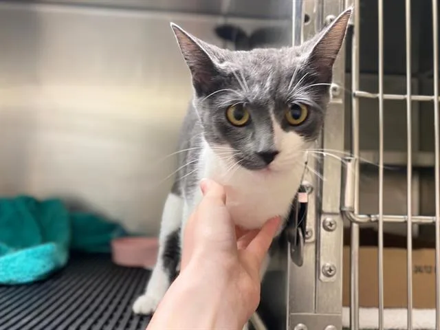 A young medium-sized female Domestic Short Hair cat named Trinity for adoption in Fort Wayne, IN