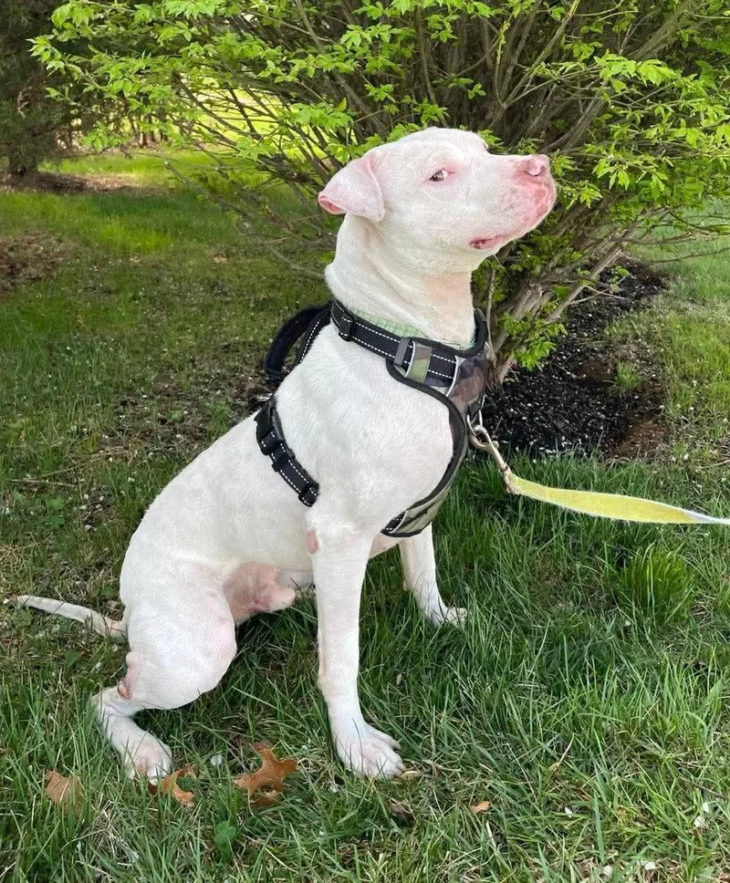 A young medium-sized male Pit Bull Terrier dog named Ghost for adoption in Rockville, MD