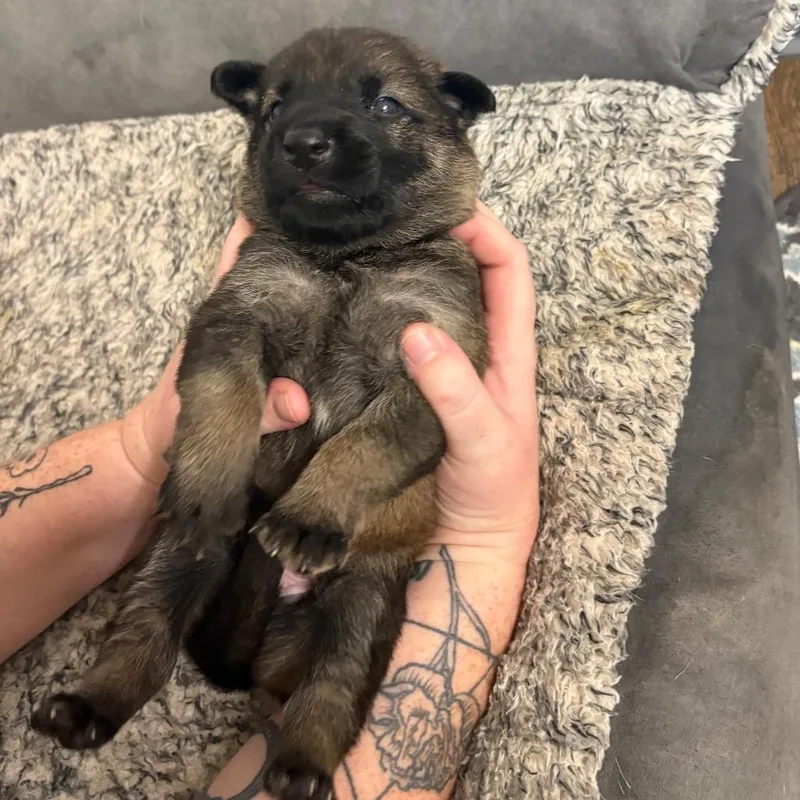 A baby medium-sized male Brown / Chocolate Shepherd dog named Sydney for adoption in Yucaipa, CA