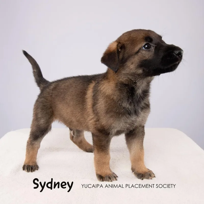 Sydney thumbnail 2