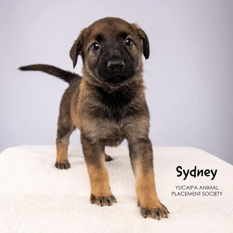 Sydney thumbnail 3