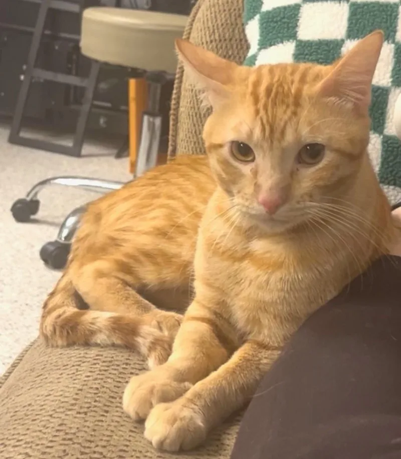A baby medium-sized male Tabby cat named Groot for adoption in San Juan Capistrano, CA