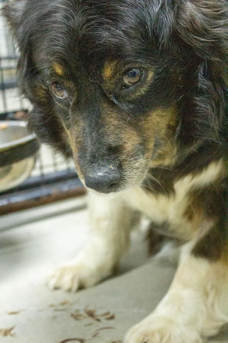 An adult medium-sized female Tricolor (Brown, Black, & White) Australian Shepherd dog named Mesa for adoption in Neillsville, WI