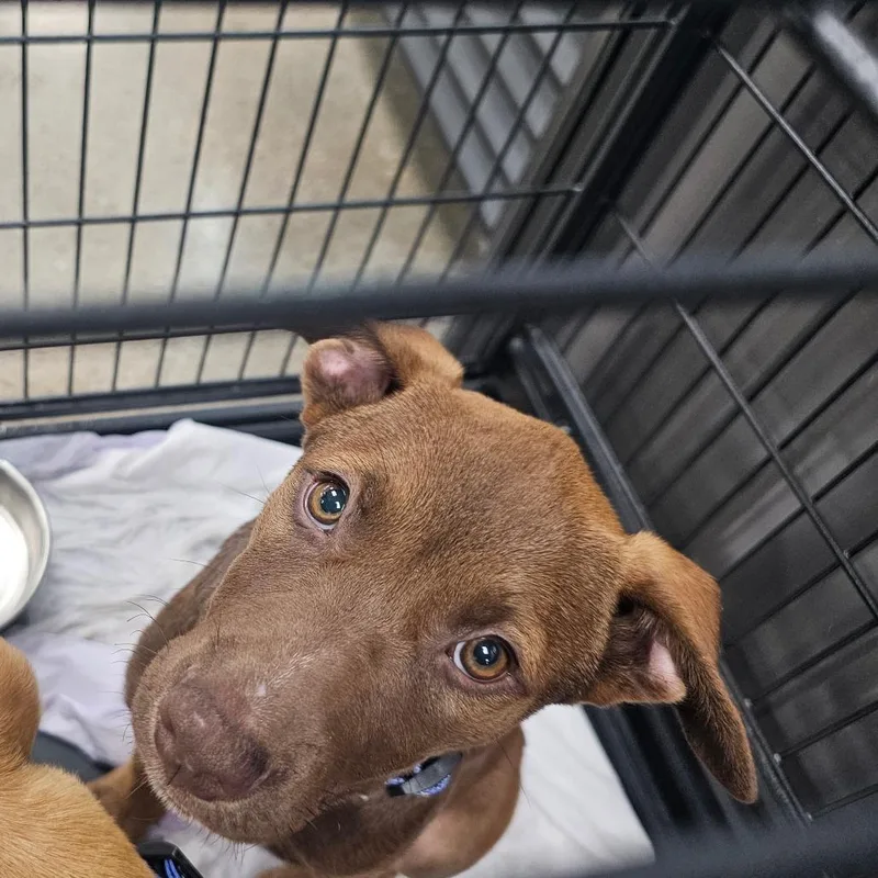 A baby small-sized female Brown / Chocolate Chocolate Labrador Retriever dog named Chewbarka for adoption in Midland, TX