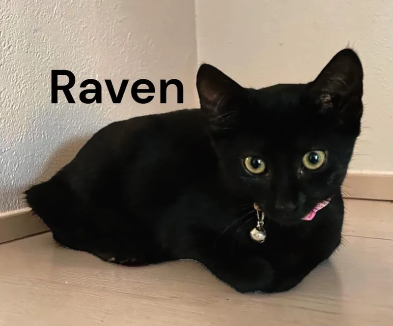 A baby medium-sized female Black Domestic Short Hair cat named Raven for adoption in Weems, VA