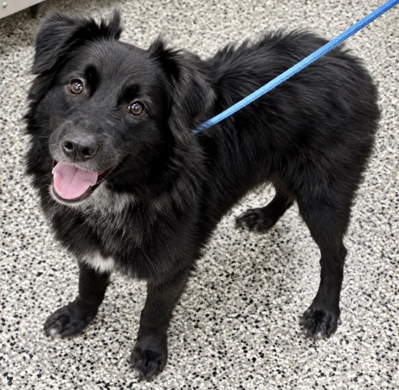 A young small-sized female Mixed Breed dog named Picachu for adoption in Westfield, NY