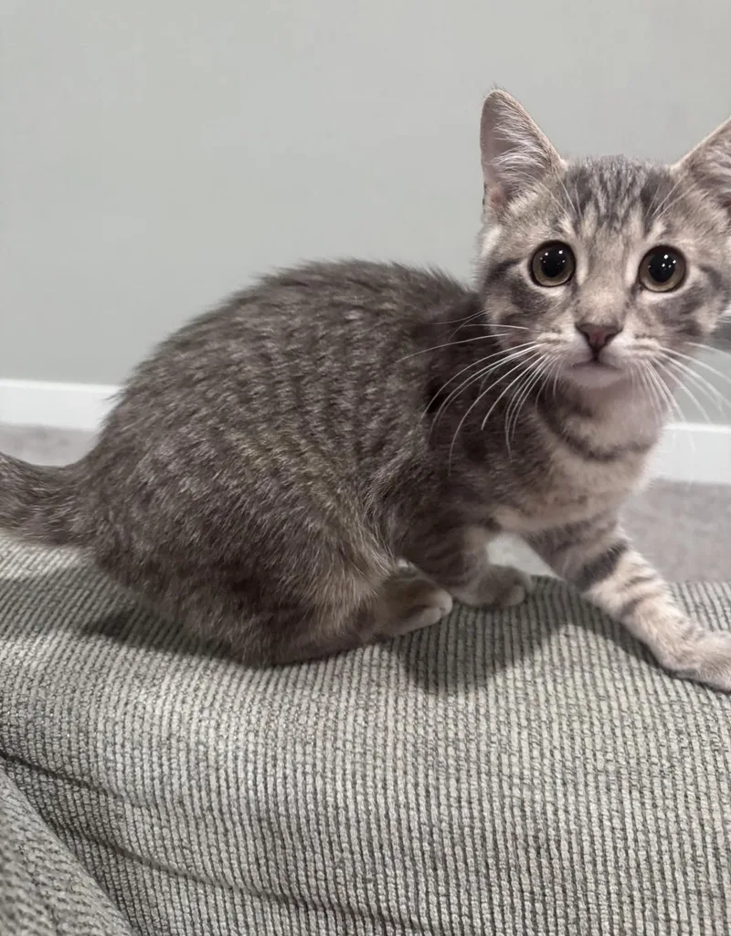 A baby medium-sized male Tabby (Gray / Blue / Silver) Domestic Short Hair cat named MooMoo for adoption in Lincoln, NE