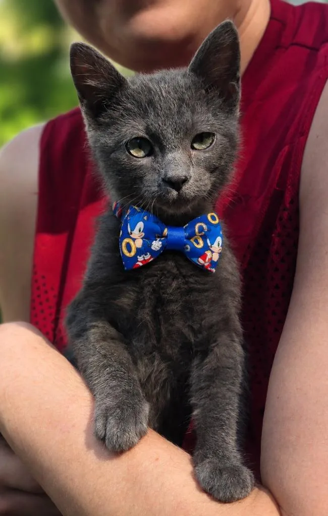A baby medium-sized male Russian Blue cat named Sonic for adoption in El Dorado, AR