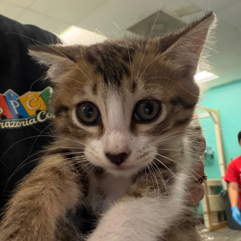 A baby small-sized female Gray / Blue / Silver Domestic Short Hair cat named Aurora for adoption in Lake Jackson, TX