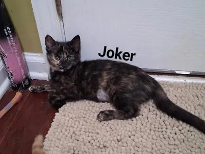 A young small-sized female Domestic Short Hair cat named B Joker for adoption in North Charleston, SC