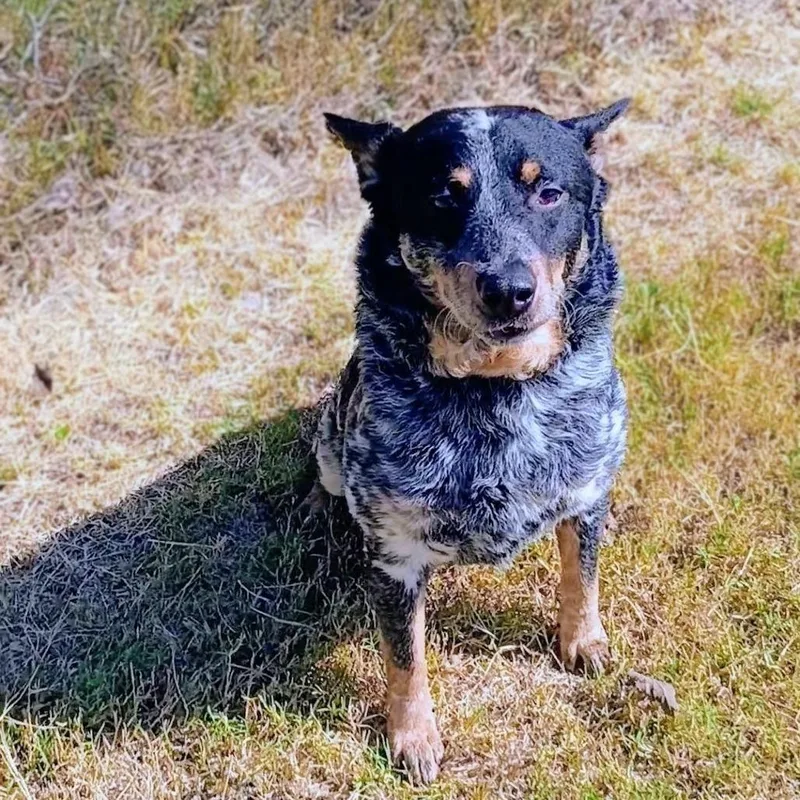 An adult small-sized male Gray / Blue / Silver Australian Cattle Dog / Blue Heeler dog named Bandit D for adoption in Corsicana, TX